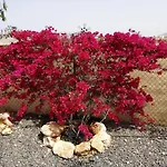 Dunasol